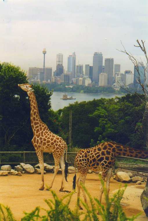 The best views of Sydney are from Taronga Zoo