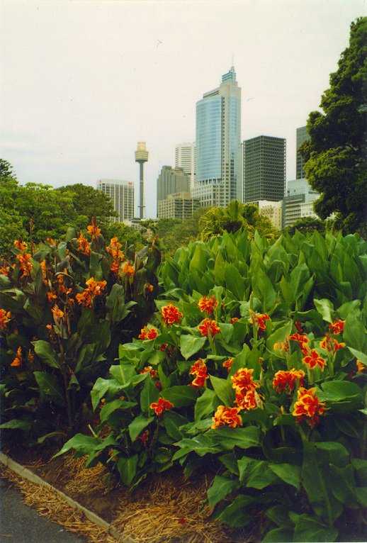 Sydney from the Botanical gardens