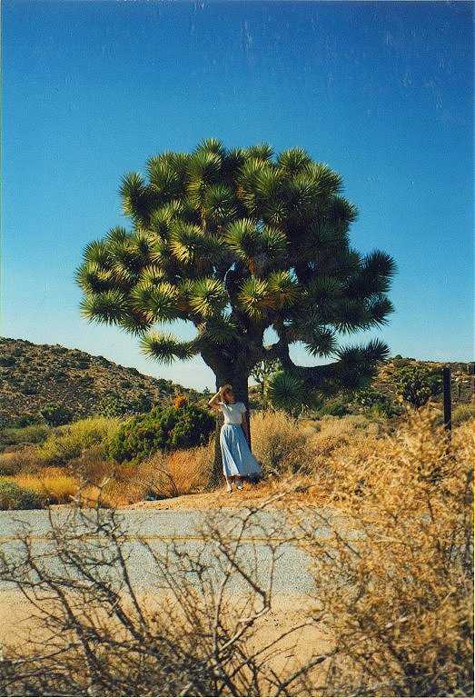 This is a catcus, not a tree!