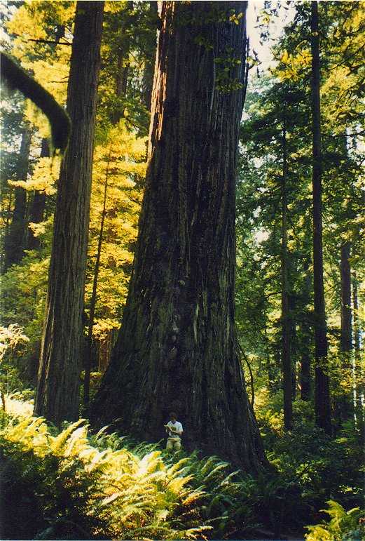 Big Redwood Tree